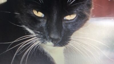 En svart katt